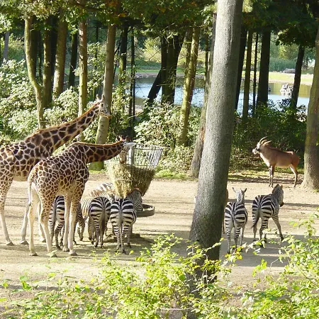 Europarcs De Hooge Veluwe Πάρκο διακοπών Άρνεμ